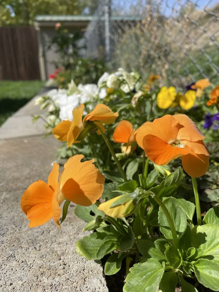 Professional garden landscaping near you in Carbondale, CO by Blooming Gardens