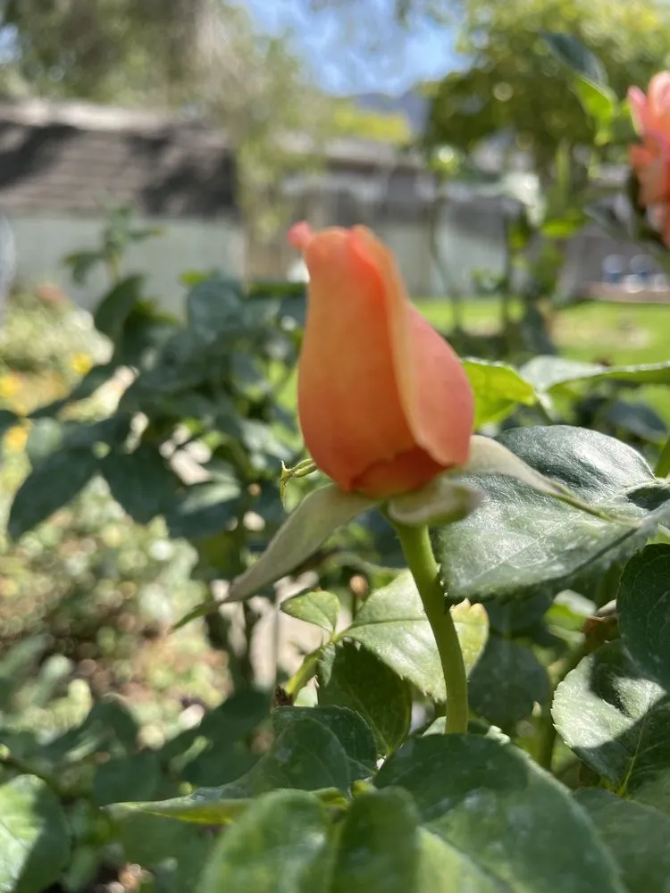 Trusted landscaping services with custom design across Carbondale, CO - Blooming Gardens