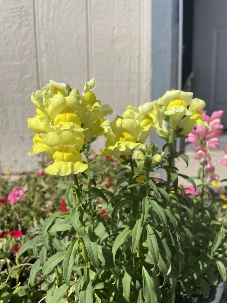 Affordable residential landscaping in Carbondale, CO - Blooming Gardens