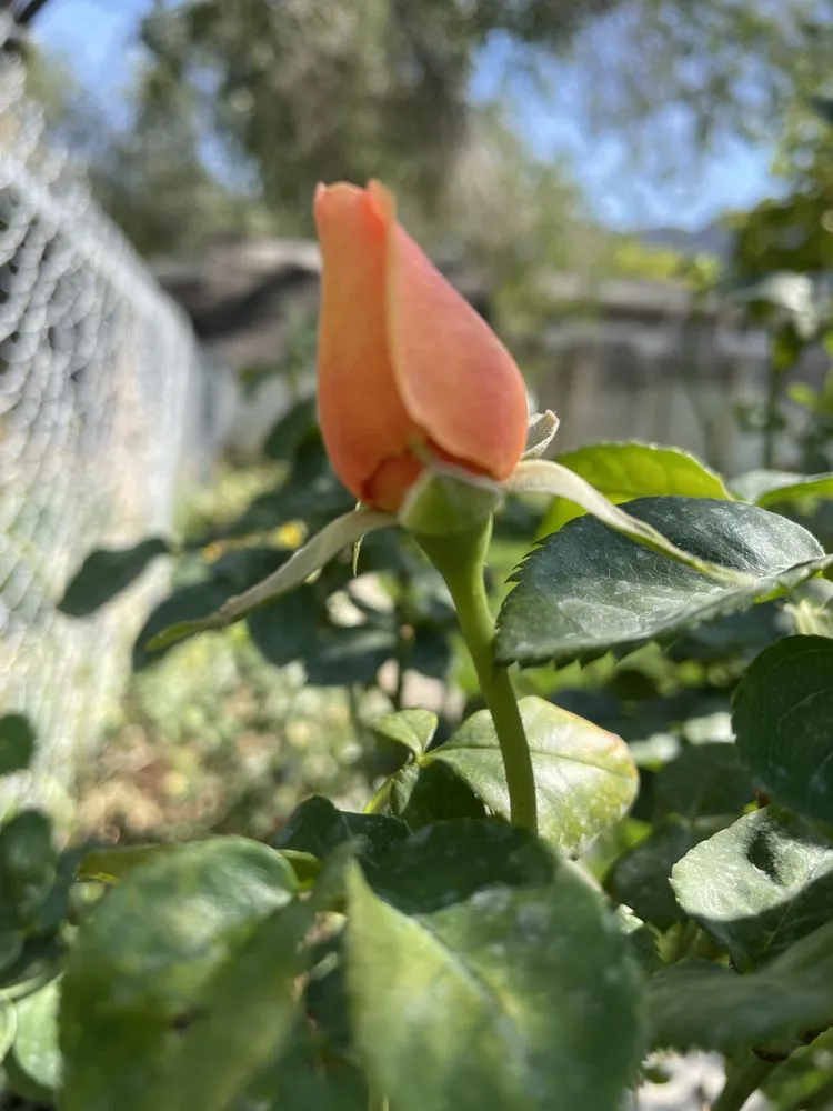 Reliable landscape installation experts serving Carbondale, CO - Blooming Gardens