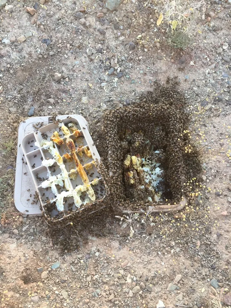 Affordable outdoor landscaping for outdoor upgrades in Phoenix, AZ by Blooming Ranch LLC