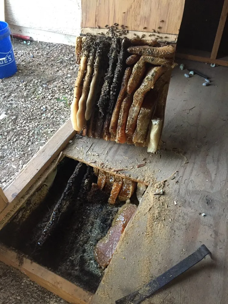 Reliable residential landscaping for residential properties across Phoenix, AZ - Blooming Ranch LLC