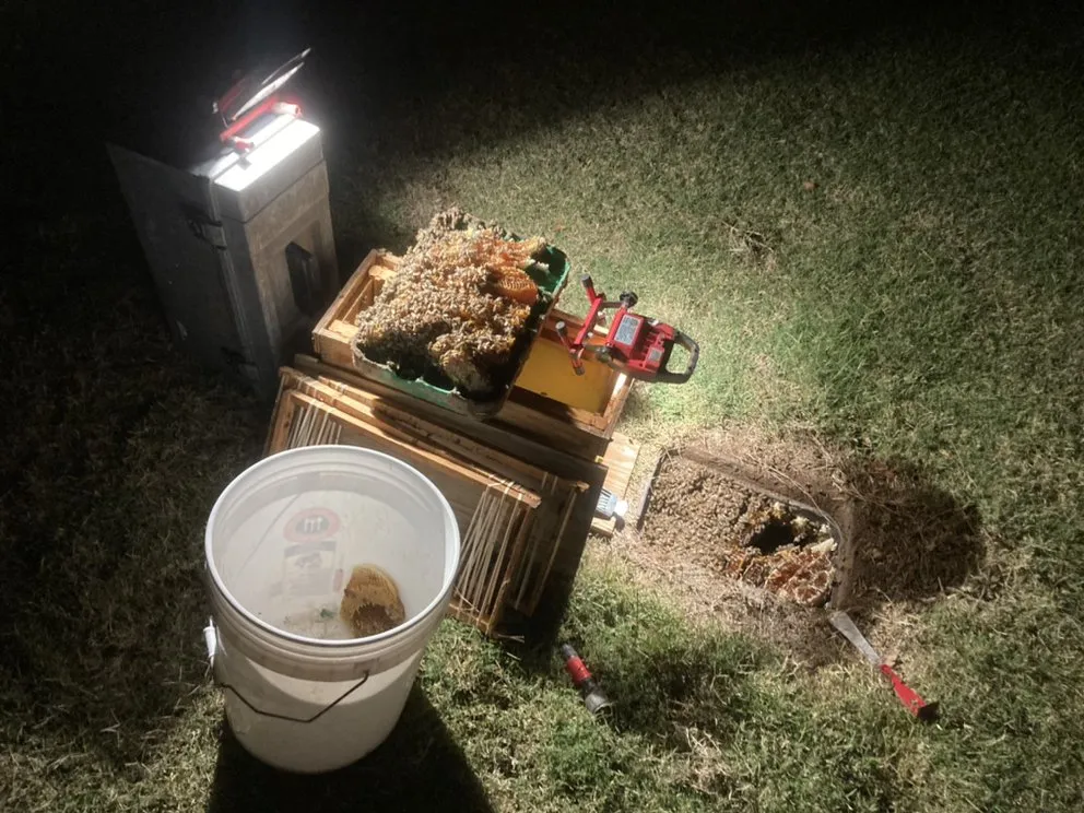 Expert yard maintenance in Phoenix, AZ - Blooming Ranch LLC