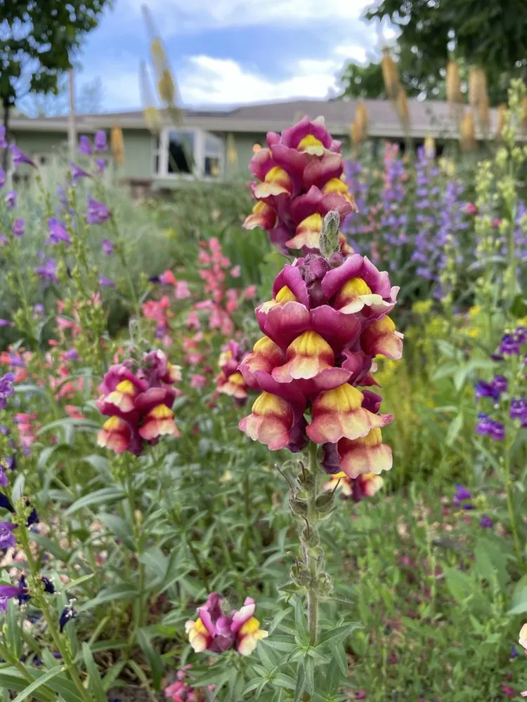 Reliable yard cleanup service with custom design across Denver, CO - Blooming Scapes