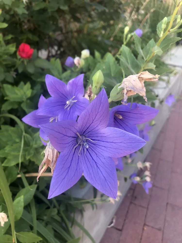 Reliable yard cleanup service for year-round maintenance across Denver, CO - Blooming Scapes