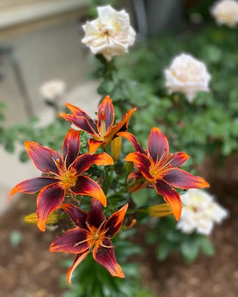 Professional residential landscaping in Denver, CO - Blooming Scapes