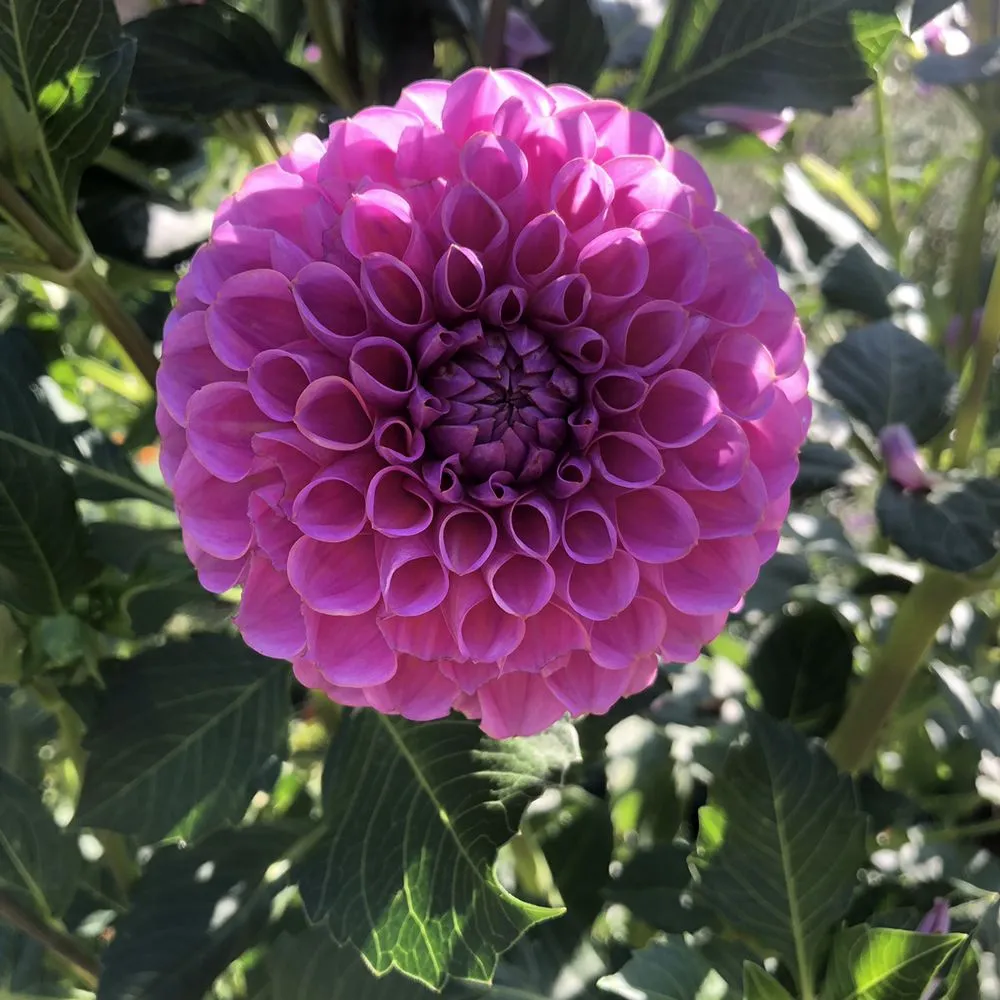 Affordable yard cleanup service with custom design in Denver, CO by Blooming Scapes