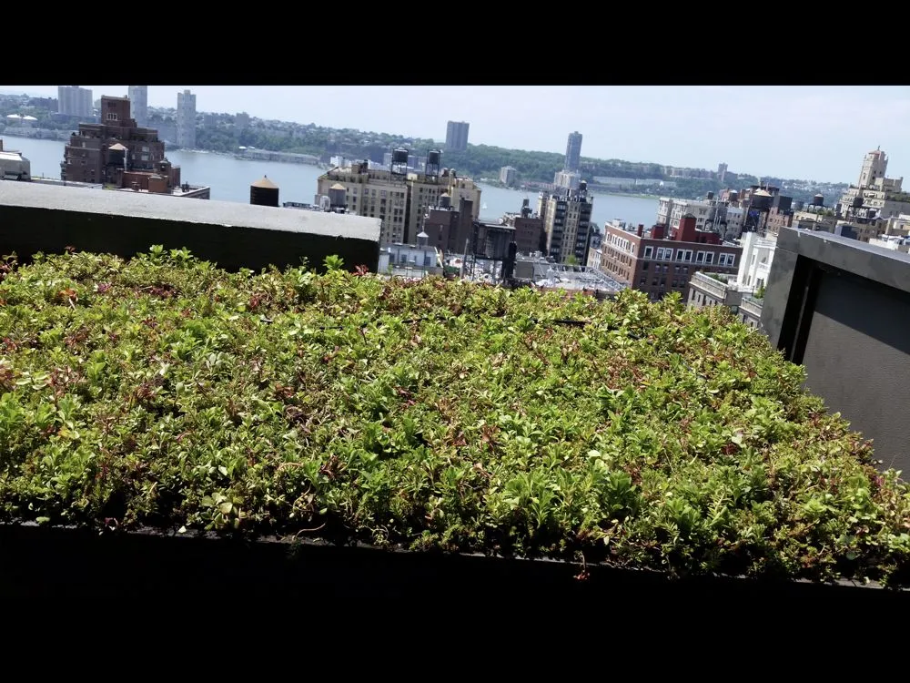 Professional lawn care service for beautiful yards across New York, NY - Blooming Urban Design Scapes