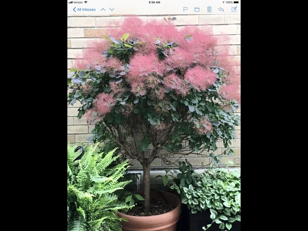 Trusted yard maintenance experts serving New York, NY - Blooming Urban Design Scapes