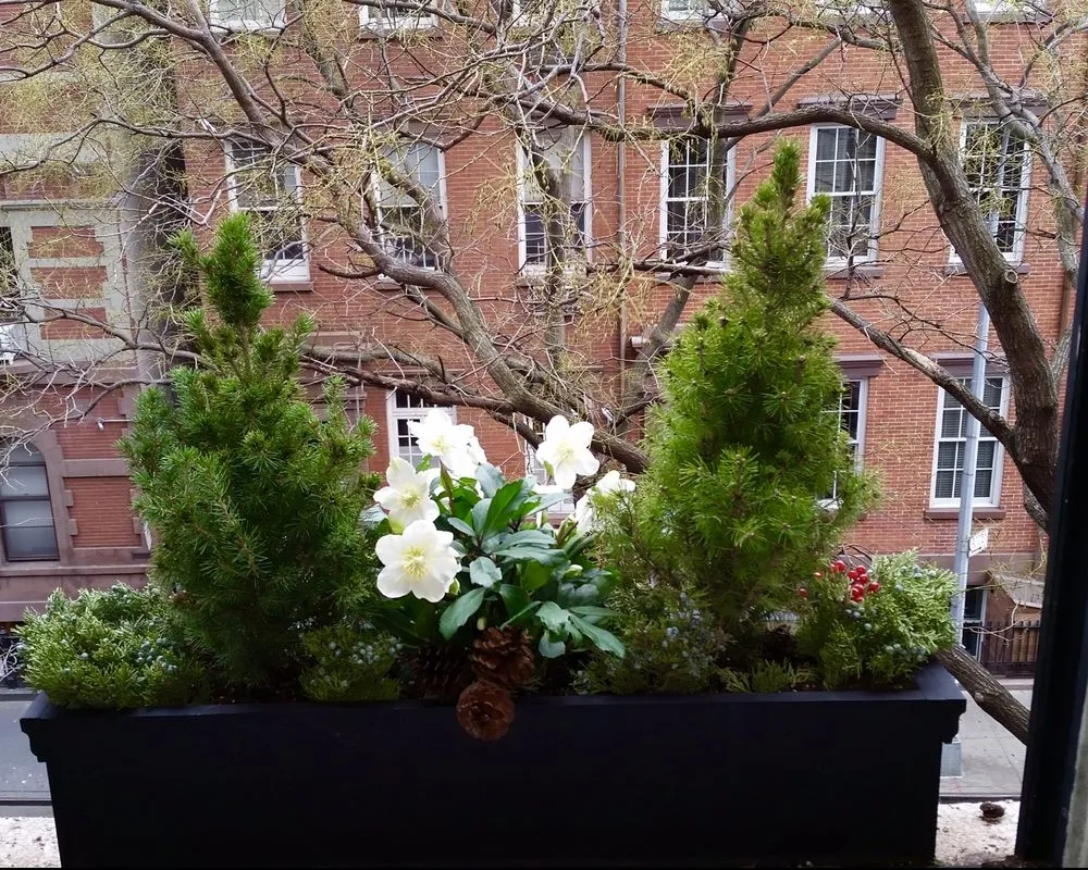 Local lawn care service in New York, NY by Blooming Urban Design Scapes