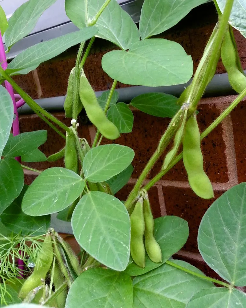 Trusted outdoor landscaping in New York, NY - Blooming Urban Design Scapes