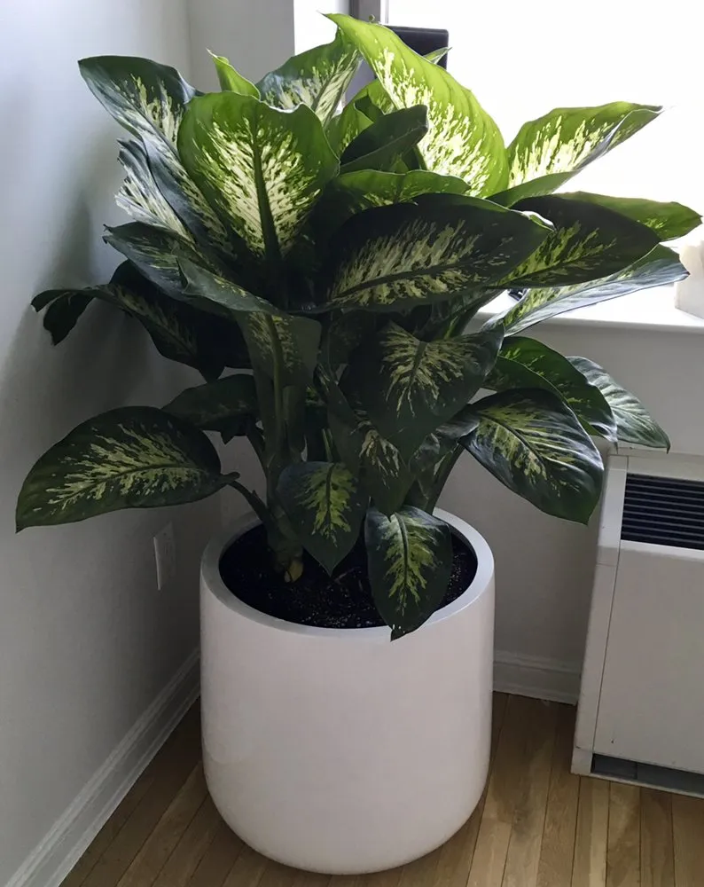 Local yard maintenance in New York, NY - Blooming Urban Design Scapes