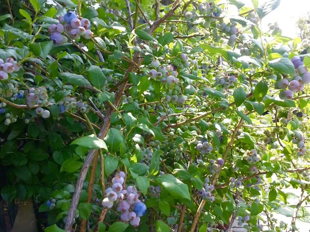 Affordable garden landscaping for beautiful yards across New York, NY - Blooming Urban Design Scapes