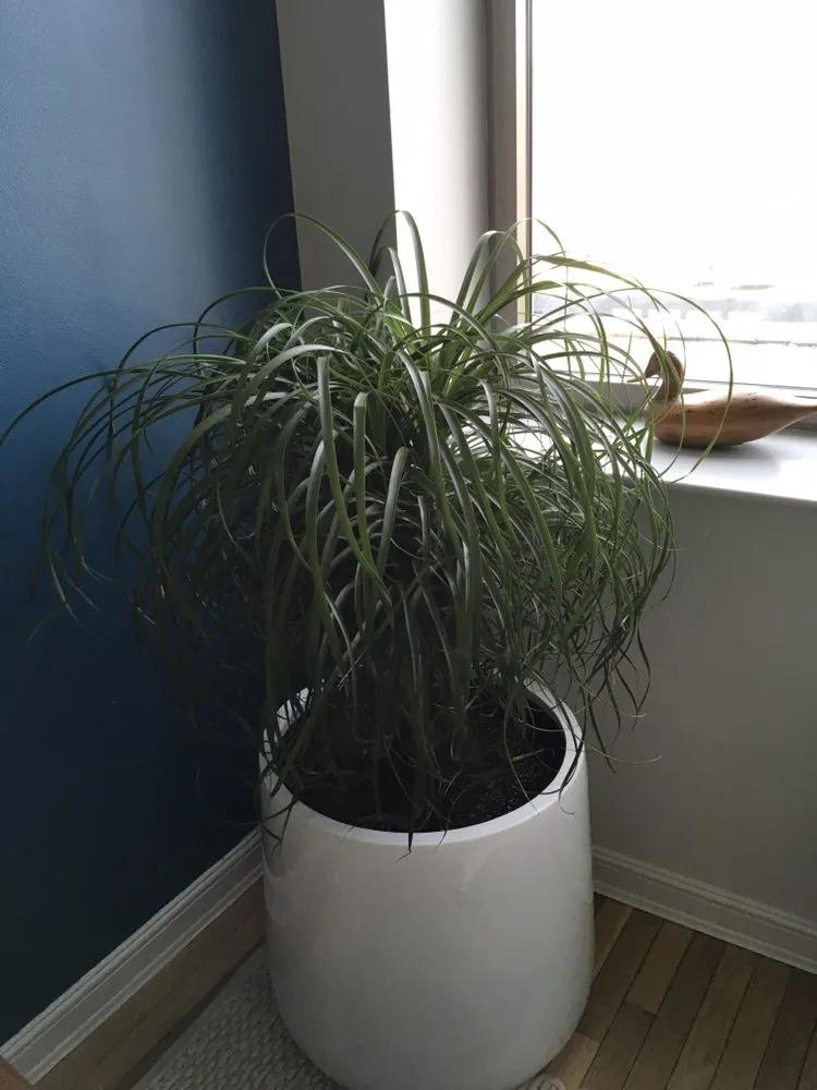 Reliable landscape design for outdoor upgrades across New York, NY - Blooming Urban Design Scapes