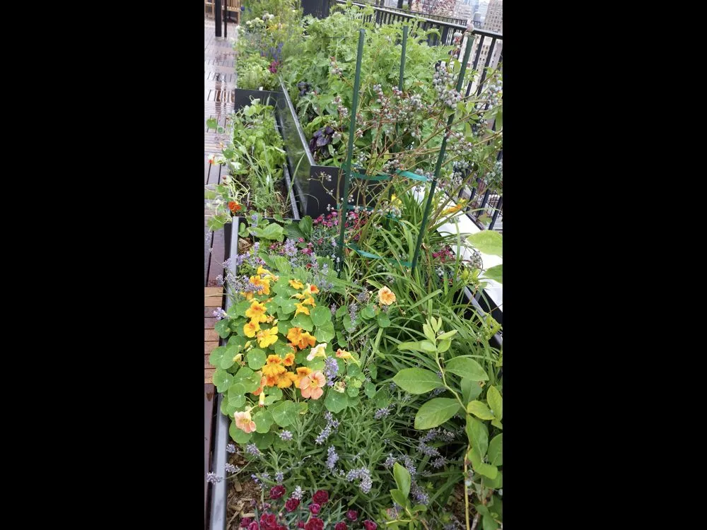 Reliable landscape design in New York, NY by Blooming Urban Design Scapes