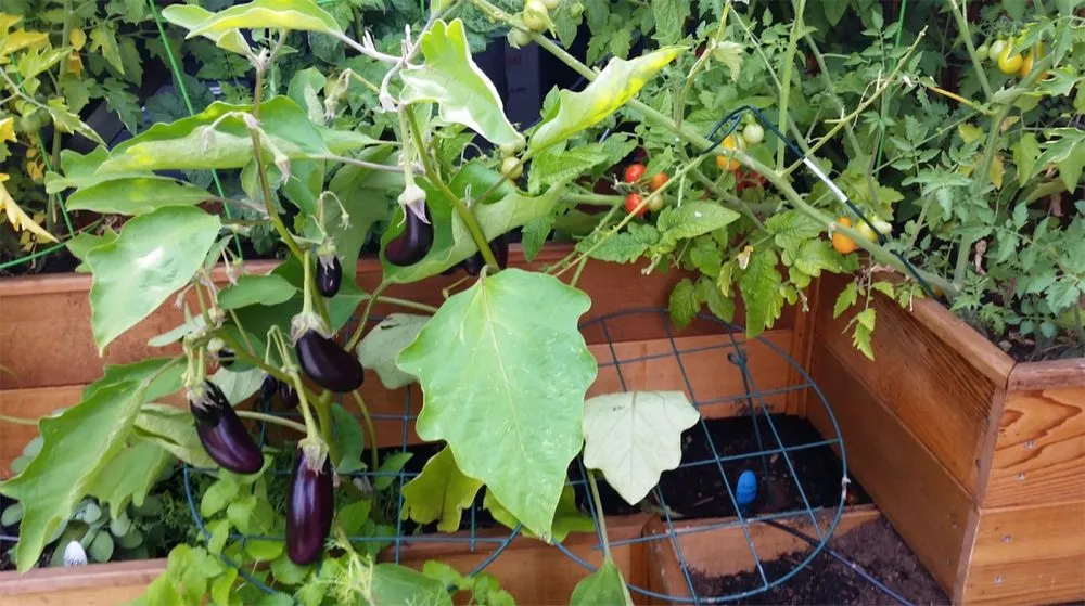 Affordable yard cleanup service in New York, NY by Blooming Urban Design Scapes