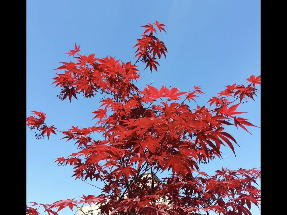 Top-rated landscape design experts serving New York, NY - Blooming Urban Design Scapes