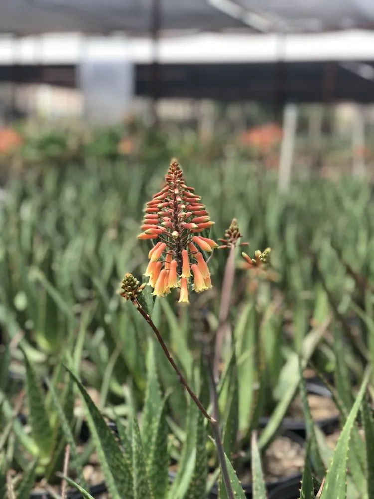 Expert outdoor landscaping in Scottsdale, AZ - Blooming Valley Landscape