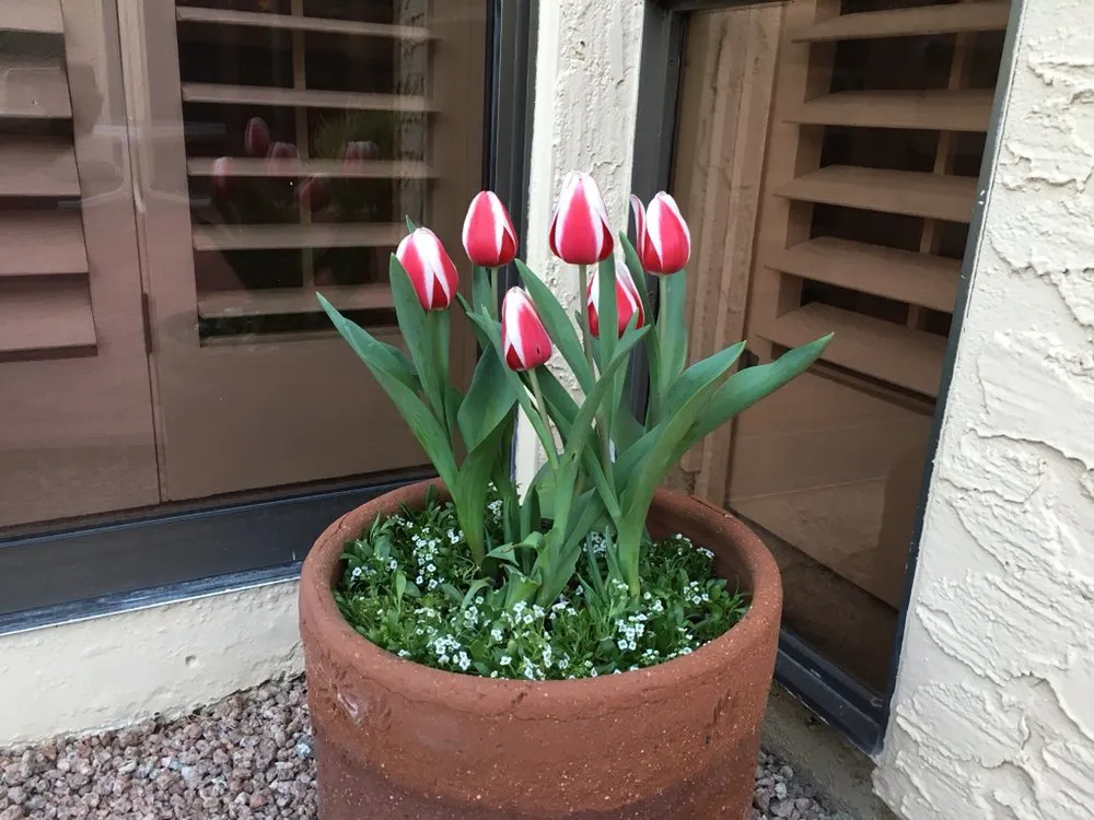 Top-rated lawn mowing service experts serving Scottsdale, AZ - Blooming Valley Landscape