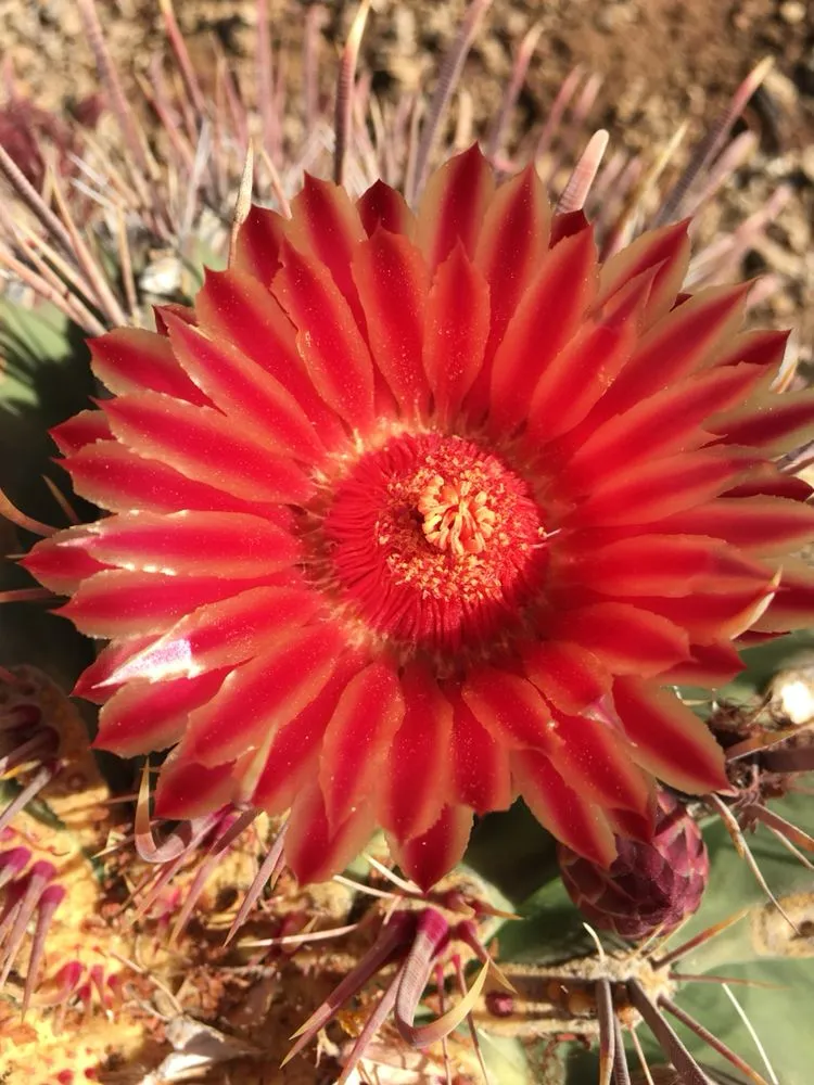 Local lawn care service for outdoor upgrades in Scottsdale, AZ by Blooming Valley Landscape