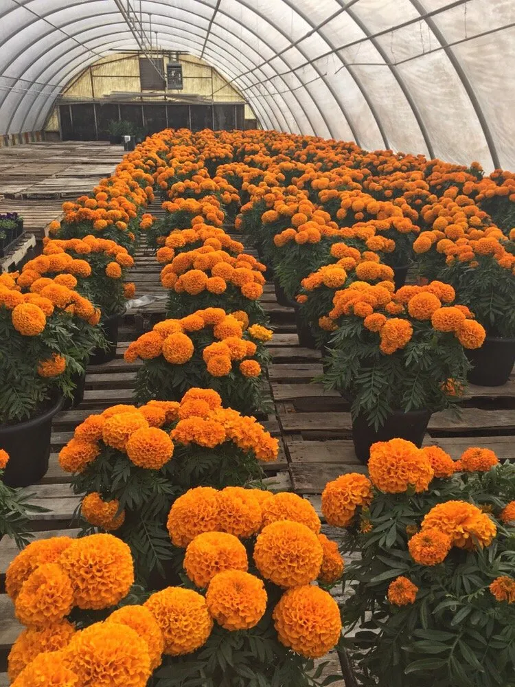 Affordable landscaping services experts serving Scottsdale, AZ - Blooming Valley Landscape