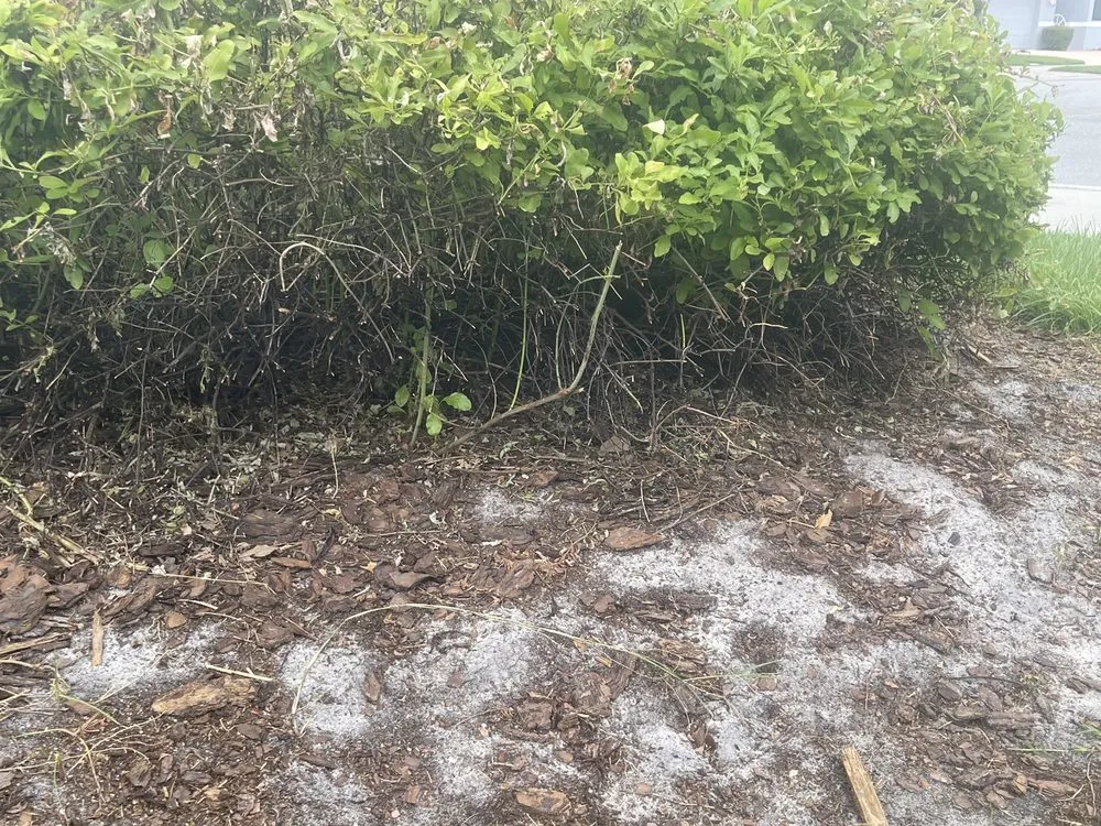 Expert yard cleanup service in Sarasota, FL by Bloomings Landscape & Turf Management