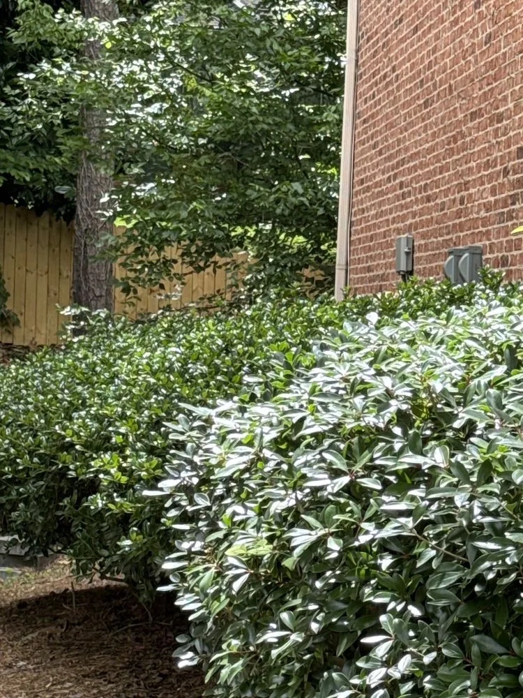 Trusted lawn mowing service in Mableton, GA - Bloom'n Gardens Landscape