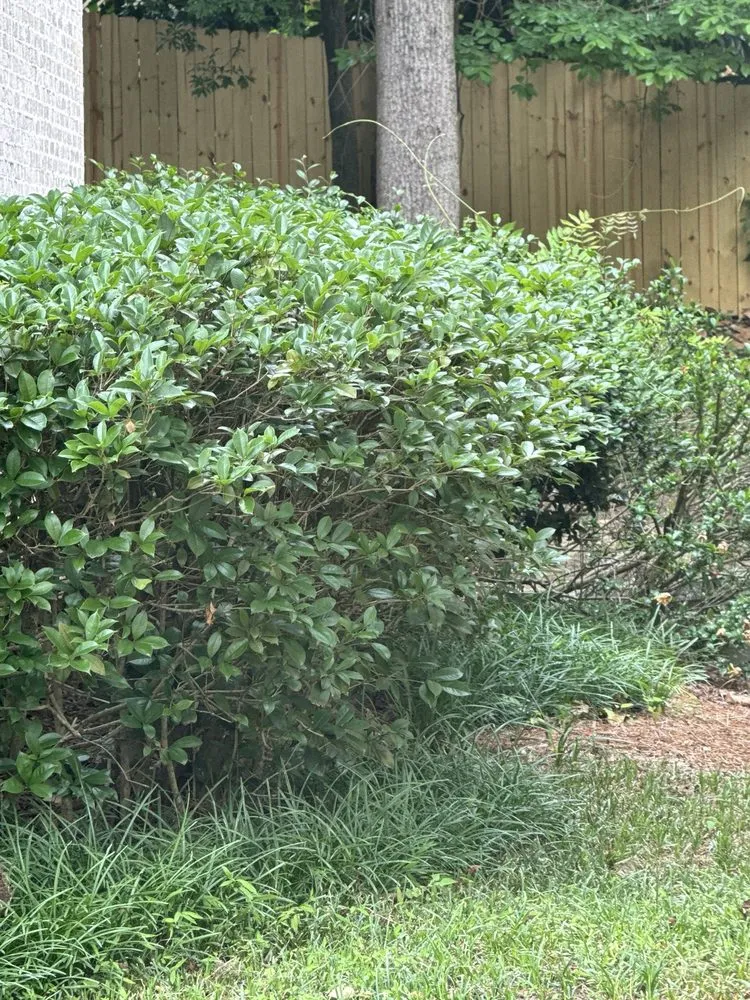 Top-rated yard cleanup service for residential properties in Mableton, GA by Bloom'n Gardens Landscape