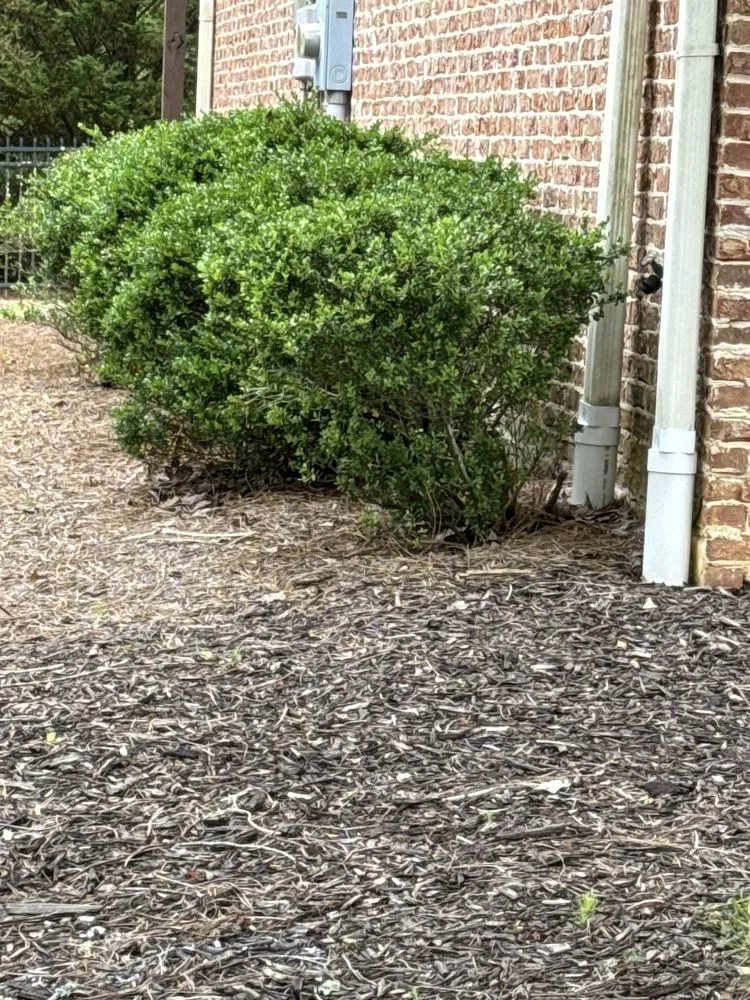 Expert lawn care service in Mableton, GA - Bloom'n Gardens Landscape