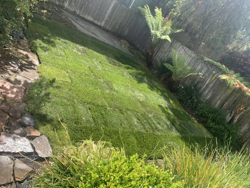 Custom yard cleanup service for homes across San Francisco, CA - Blooms Gardening