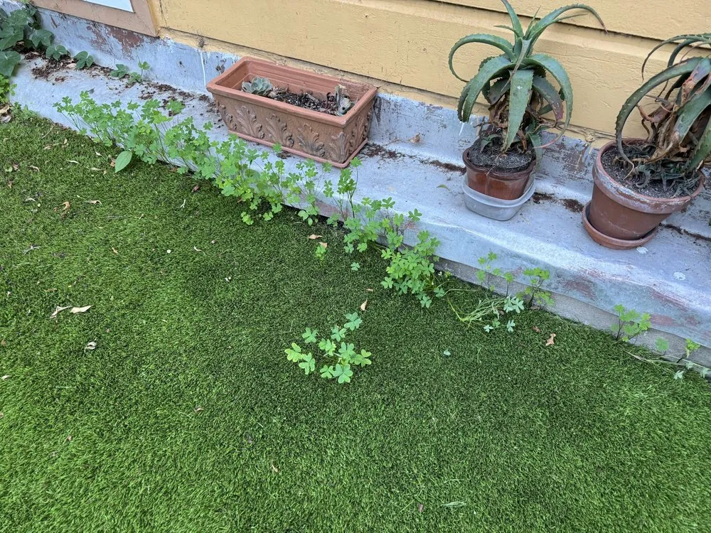 Professional landscaping services with custom design in San Francisco, CA by Blooms Gardening