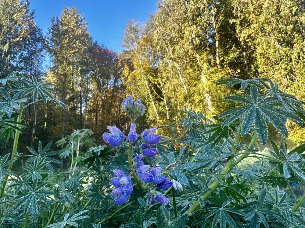 Expert residential landscaping for outdoor upgrades in Portland, OR by Bloomsday Natives