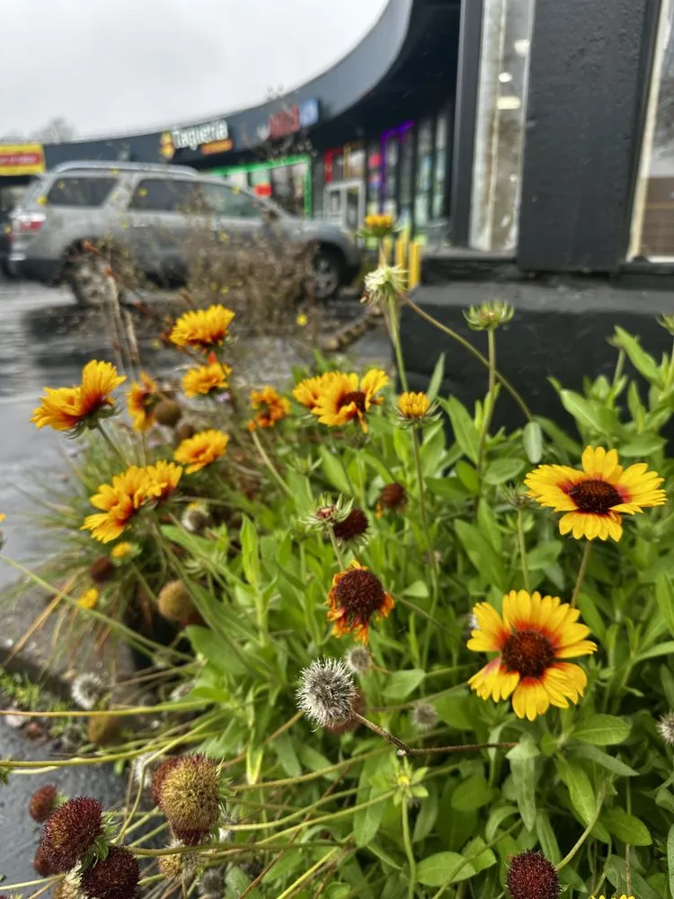 Expert yard cleanup service experts serving Portland, OR - Bloomsday Natives