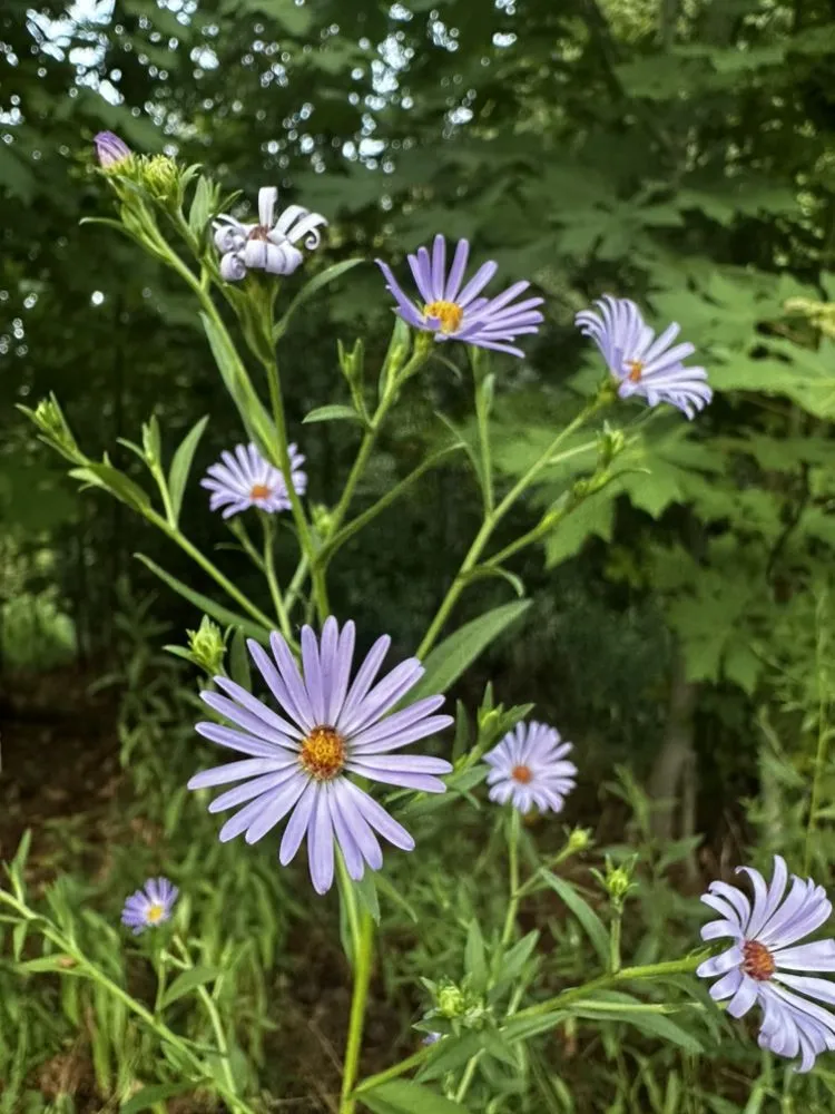 Professional yard cleanup service in Portland, OR by Bloomsday Natives