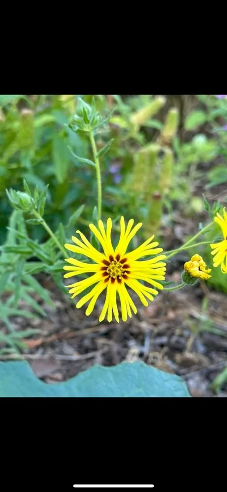 Trusted lawn care service near you across Portland, OR - Bloomsday Natives