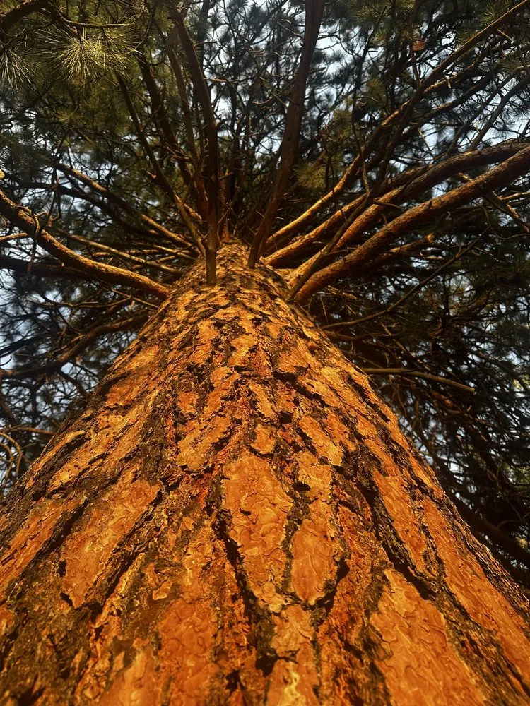 Professional yard cleanup service with custom design across Portland, OR - Bloomsday Natives