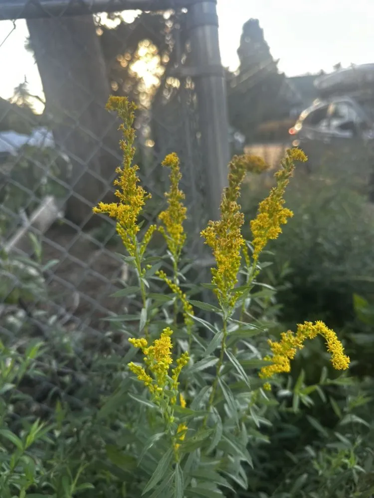 Top-rated garden landscaping near you across Portland, OR - Bloomsday Natives