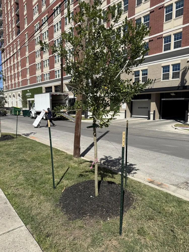 Affordable landscape design experts serving Pearland, TX - Bloomtex Services