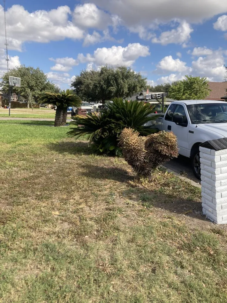 Reliable landscape design in Elsa, TX - Blossom Garden Services