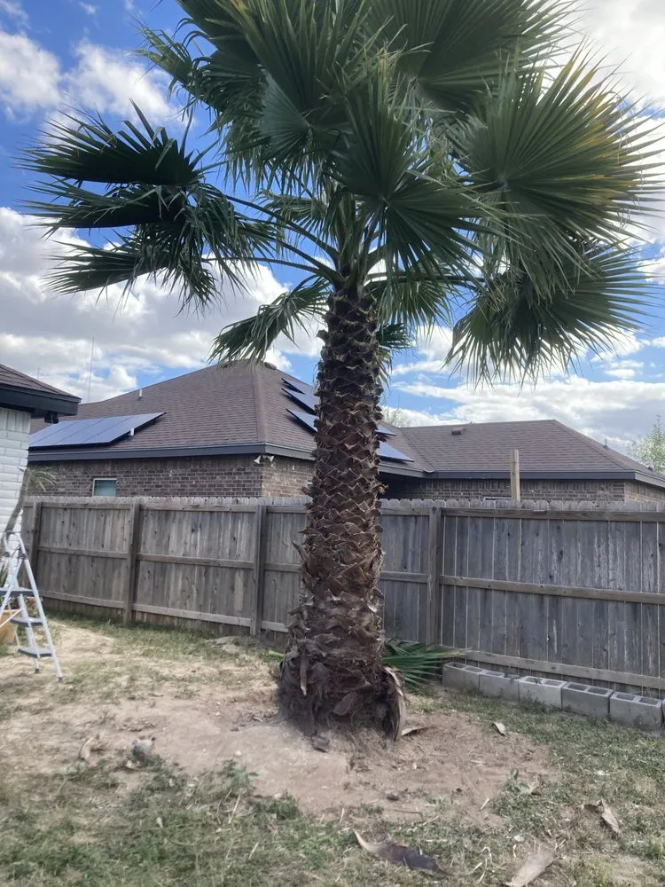 Professional lawn mowing service for beautiful yards across Elsa, TX - Blossom Garden Services