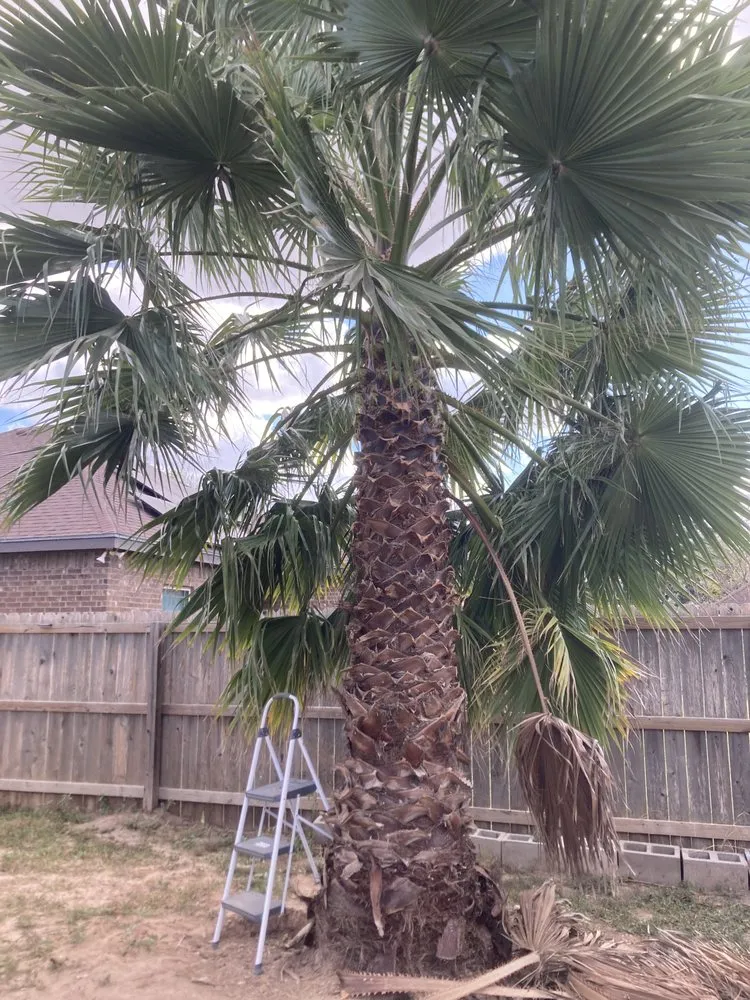 Expert residential landscaping in Elsa, TX - Blossom Garden Services