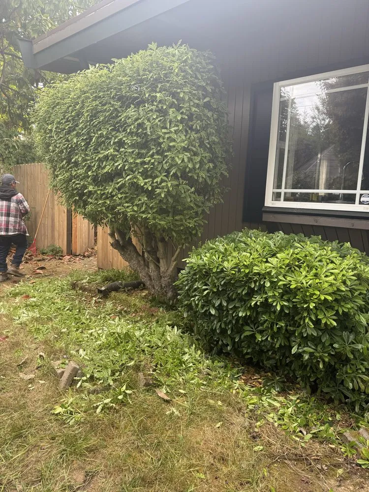 Reliable yard maintenance experts serving Eureka, CA - Blossom Landscaping & Handyman Service