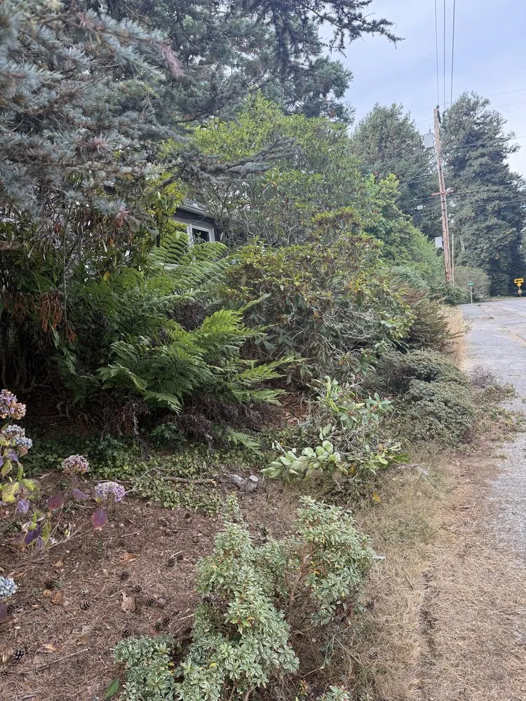 Trusted landscape installation in Eureka, CA - Blossom Landscaping & Handyman Service