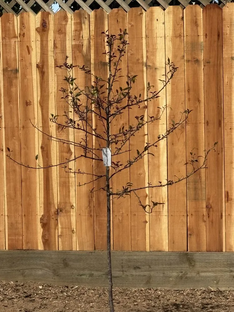 Top-rated landscaping services in Eureka, CA by Blossom Landscaping & Handyman Service