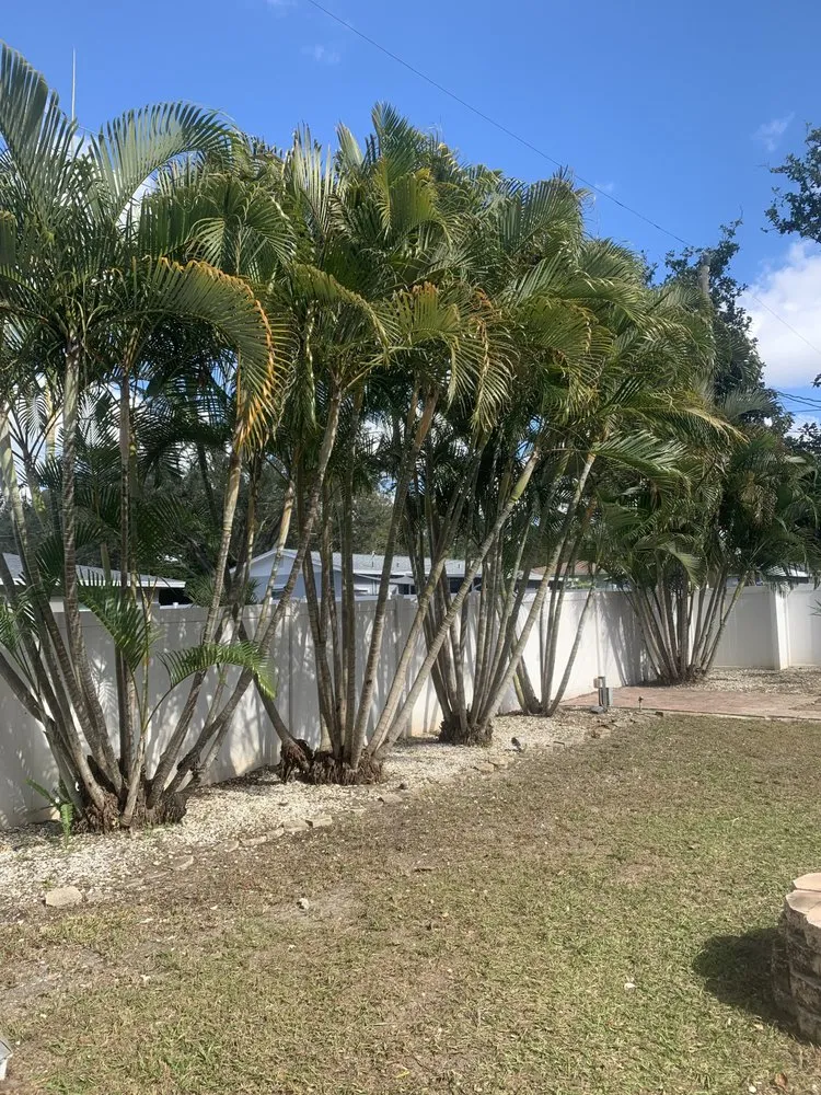 Custom outdoor landscaping for homes across St. Petersburg, FL - Blossom Tree & Landscape Service