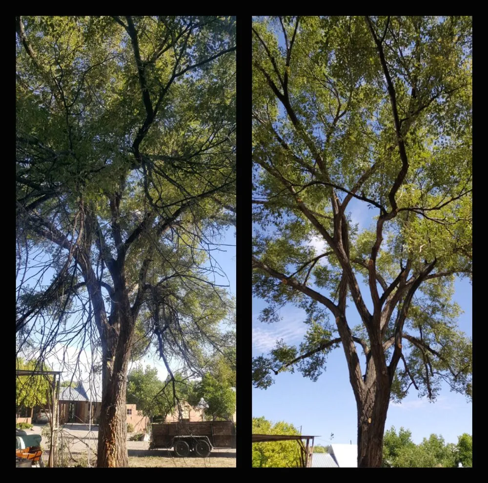 Professional residential landscaping experts serving Albuquerque, NM - Blossom Trees