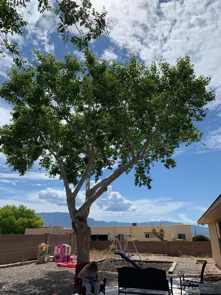 Local garden landscaping in Albuquerque, NM by Blossom Trees