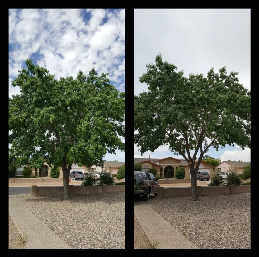 Local residential landscaping with custom design across Albuquerque, NM - Blossom Trees