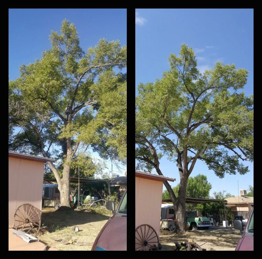 Reliable garden landscaping near you across Albuquerque, NM - Blossom Trees