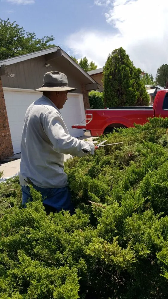 Local yard cleanup service experts serving Albuquerque, NM - Blossom Trees